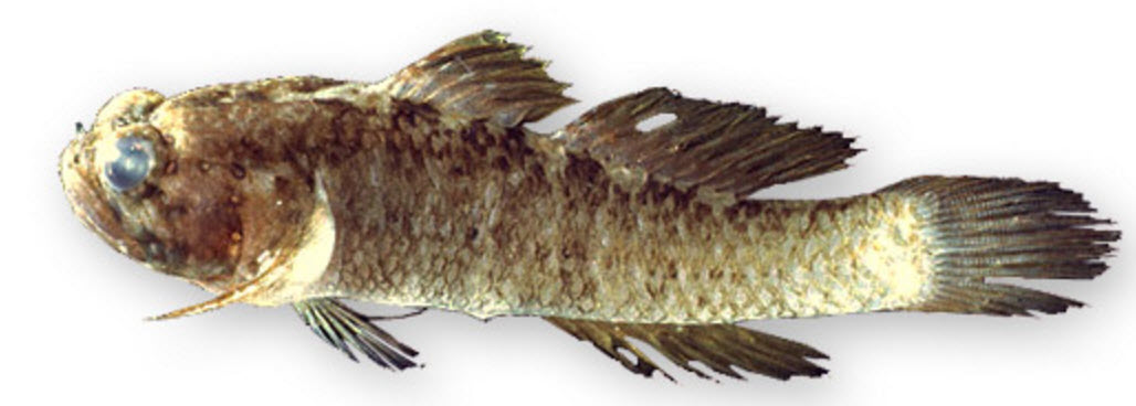 Millerigobius macrocephalus_005